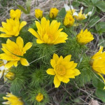 aktuality/galerie/hlavacek-jarni