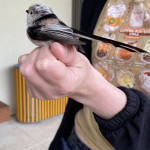 aktuality/galerie/konipas