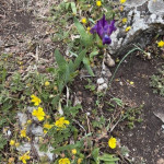 aktuality/galerie/kosatec-nizky-a-mochna-pisecna