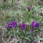 aktuality/galerie/kosatec-nizky