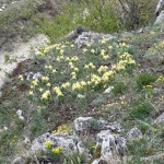 aktuality/galerie/kosatec-pisecny