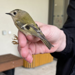 aktuality/galerie/kralicek