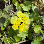 aktuality/galerie/mokrys-stridavolisty