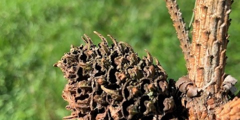 Tajemný život lesů a Biodiverzita - témata letošního ročníku biologické olympiády