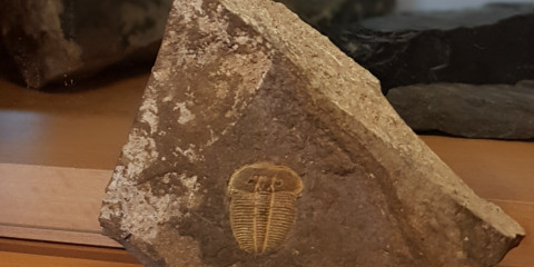 trilobit